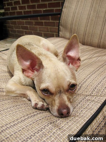 chihuahua
