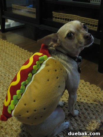 burger-hot-dog2