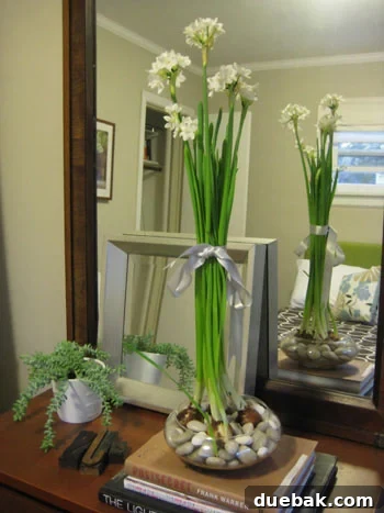 Paperwhites