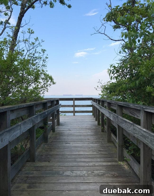 Cape Charles, VA: Your Guide to the Charming Beach Town 19 boardwalk hike in cape charles natural preserve area