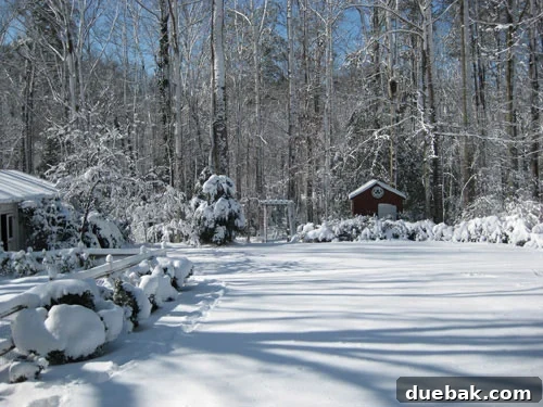 gorgeous-snow-picture-backyard