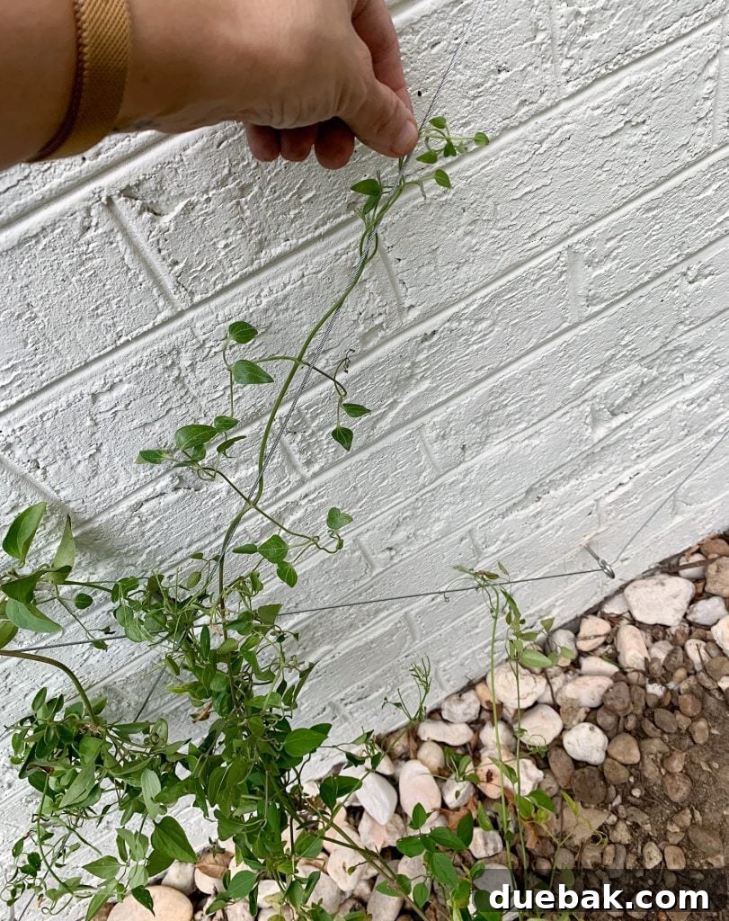 Sherry Looping Clematis Vine Around Wire Trellis