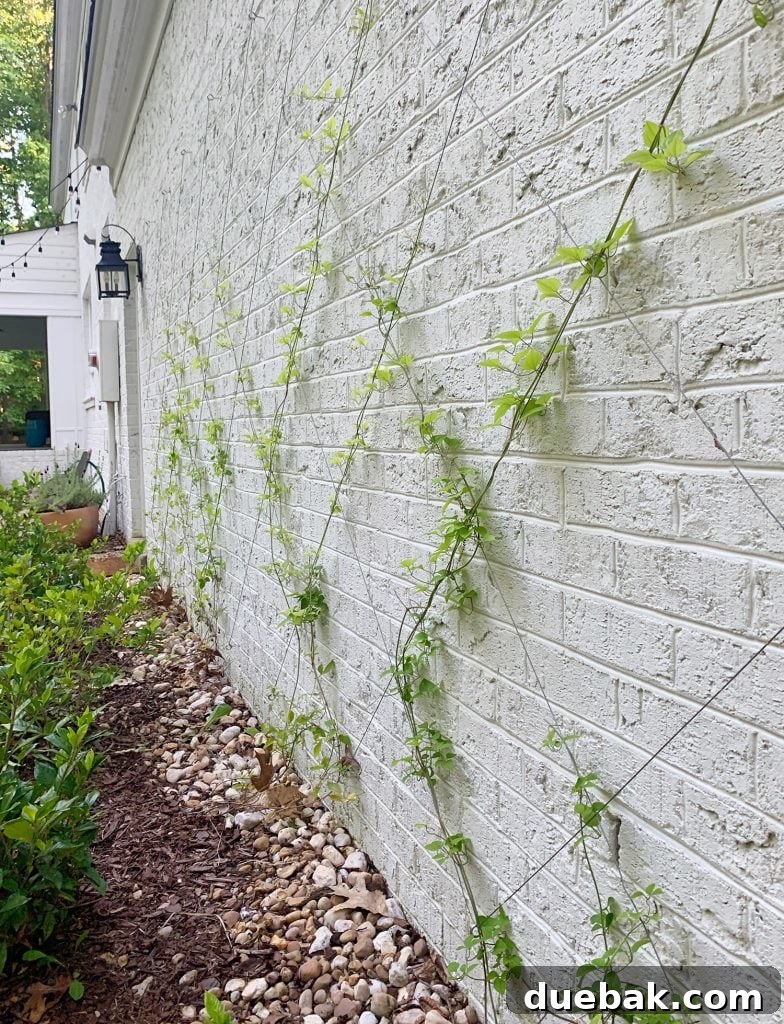 Side view of clematis vine growing up vine trellis on brick garage