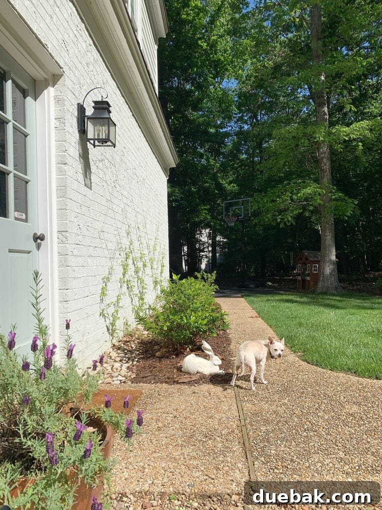 Chihuahua next to wire trellis with clematis vine growing up brick wall