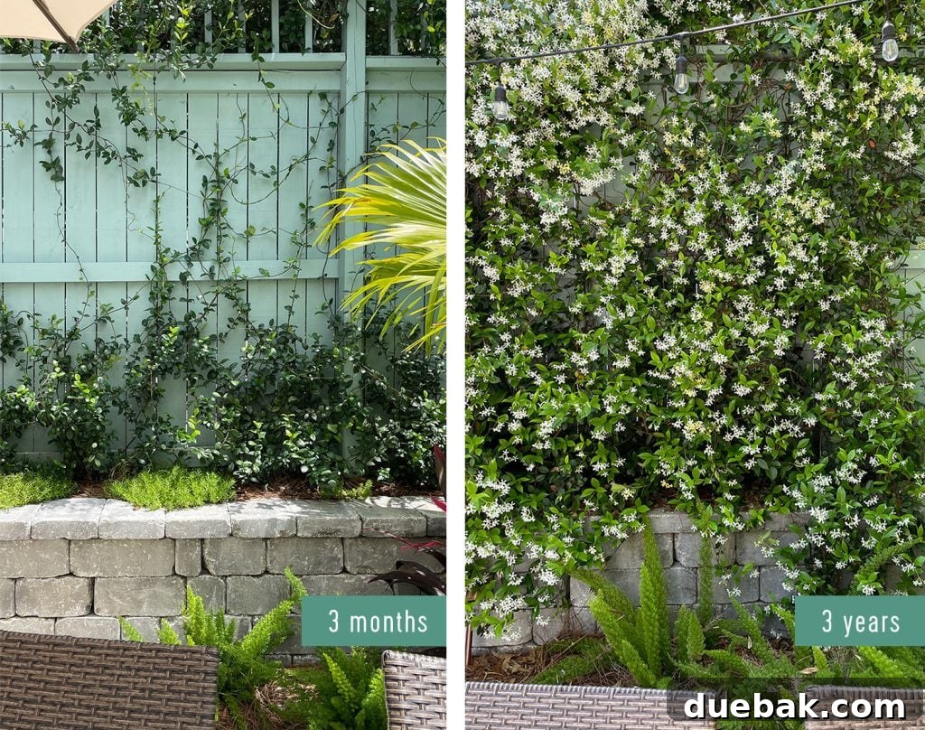 Side By Side Comparison Of Star Jasmine Growth 3 Years After Planting